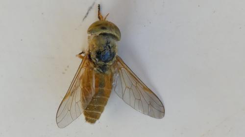 Atylotus loewianus